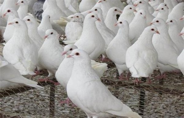 肉鸽养殖方法(肉鸽养殖前景)-第1张图片-东江百科