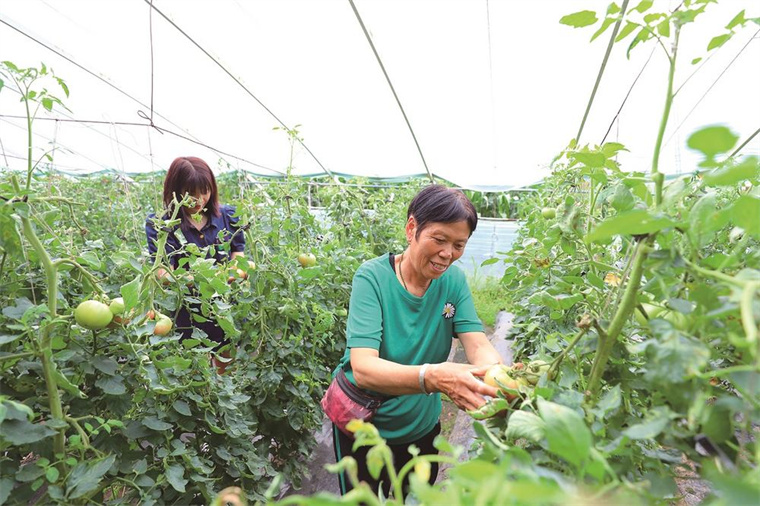 枝江种植致富_枝江苗木基地_枝江种子公司