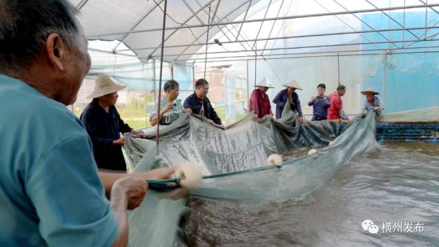 湖北种植养殖_湖北养殖户_致富经养殖技术湖北