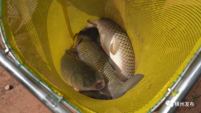 湖北养殖户_致富经养殖技术湖北_湖北种植养殖