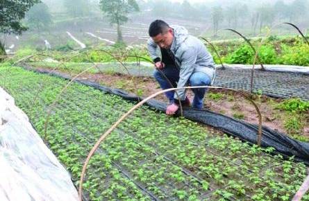 番茄图解种植露地技术规范_番茄图解种植露地技术视频_番茄露地种植技术图解