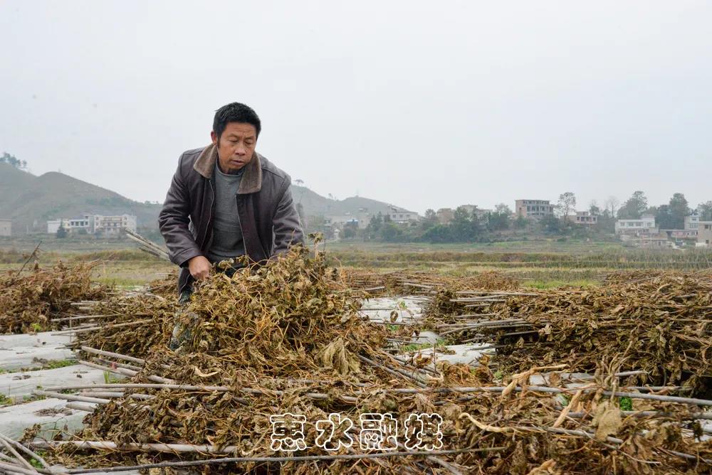【我的脱贫故事】我家成“种植大户”了