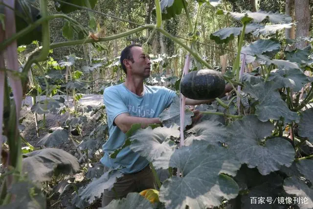油栗种植技术_油栗亩产多少_种植油栗致富