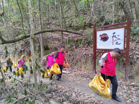 乡镇风采｜塘村乡：林下种植灵芝 绿色大山变“金山”