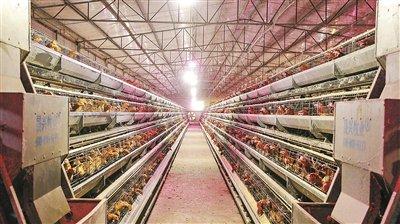 致富丽江养殖土鸡视频_丽江土鸡养殖致富_丽江养鸡场