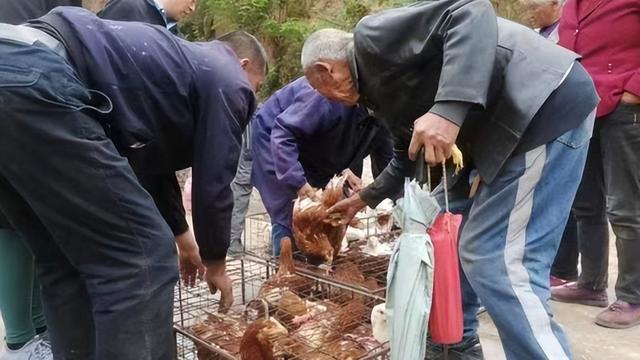 佳县：生态土鸡“啄”开农户致富门