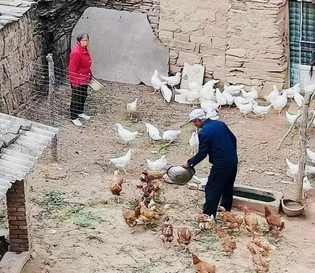 致富丽江养殖土鸡视频_丽江土鸡养殖致富_丽江养鸡场