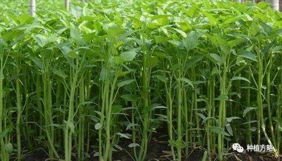 空心菜怎么种植？做好这5项工作，空心菜长得又快又好