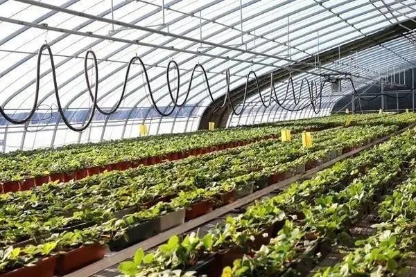 致富种植草莓怎么样_致富种植草莓视频_种植致富草莓