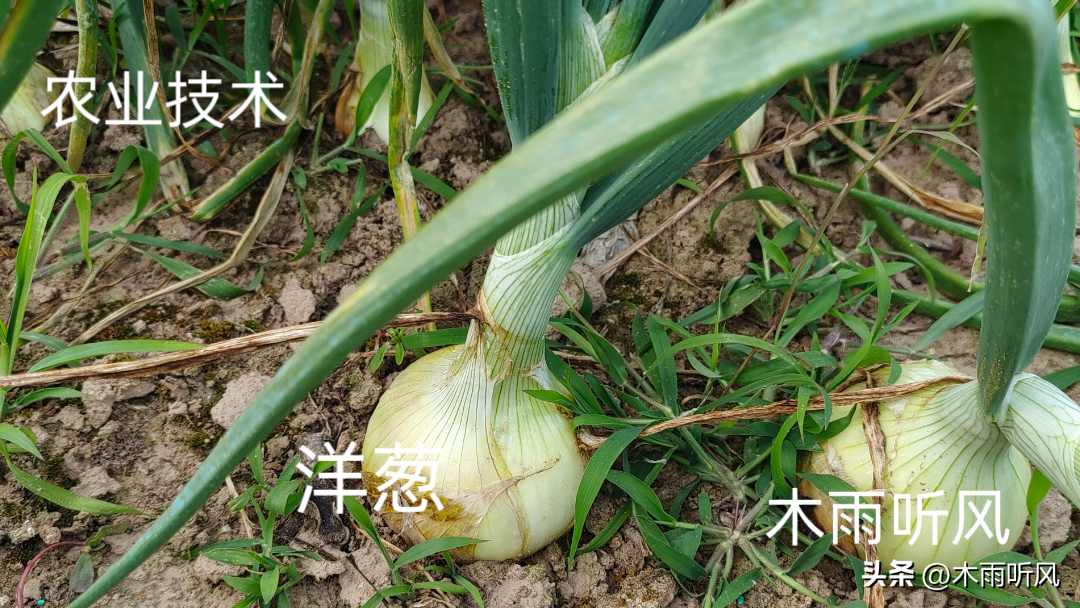 洋葱种植图片技术要点_洋葱种植图片技术与管理_洋葱种植技术图片
