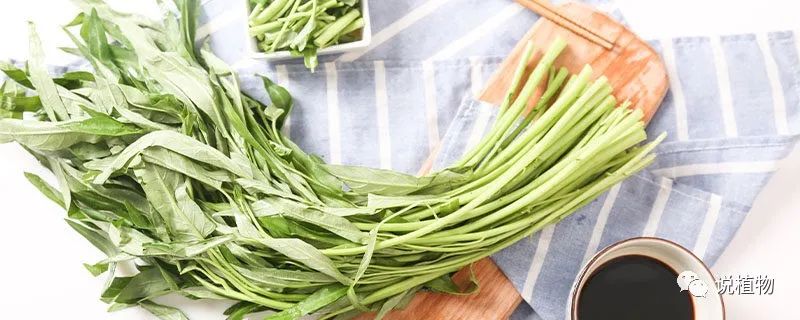 大棚空心菜种植技术_大棚空心菜高效栽培技术要点_大棚种植空心菜技术视频