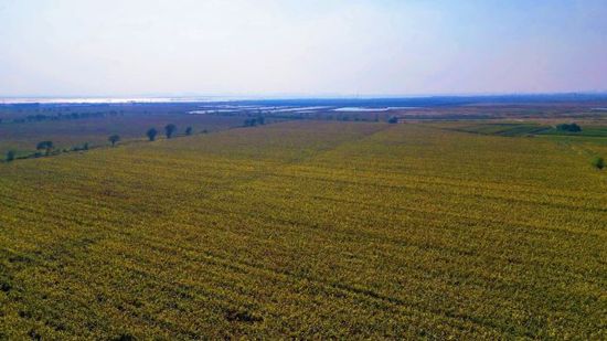 家园 | 高粱红满天 遍地丰收景！杨家泊镇4000亩红高粱“酿造”农民致富路