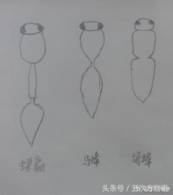 如何区分胡蜂、马蜂和黄蜂？