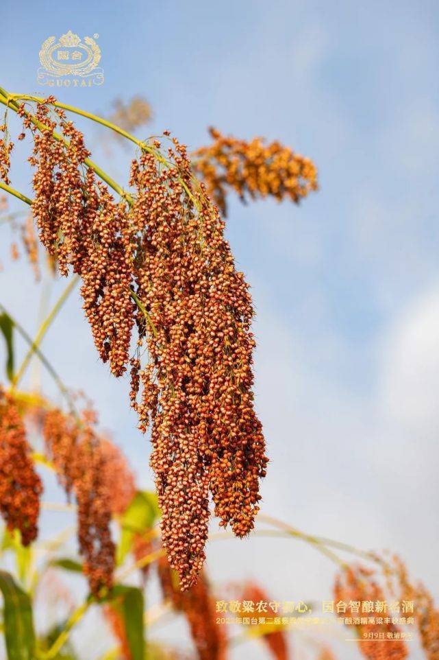 糯高粱种植致富_糯米高粱种植_糯高粱新品种