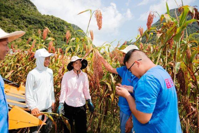 糯米高粱种植_糯高粱新品种_糯高粱种植致富