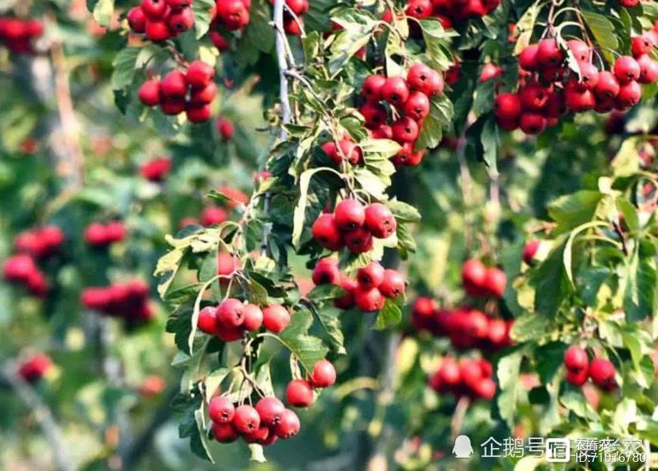 农民种田种植致富_农民致富种植项目_致富种植农民种田的句子