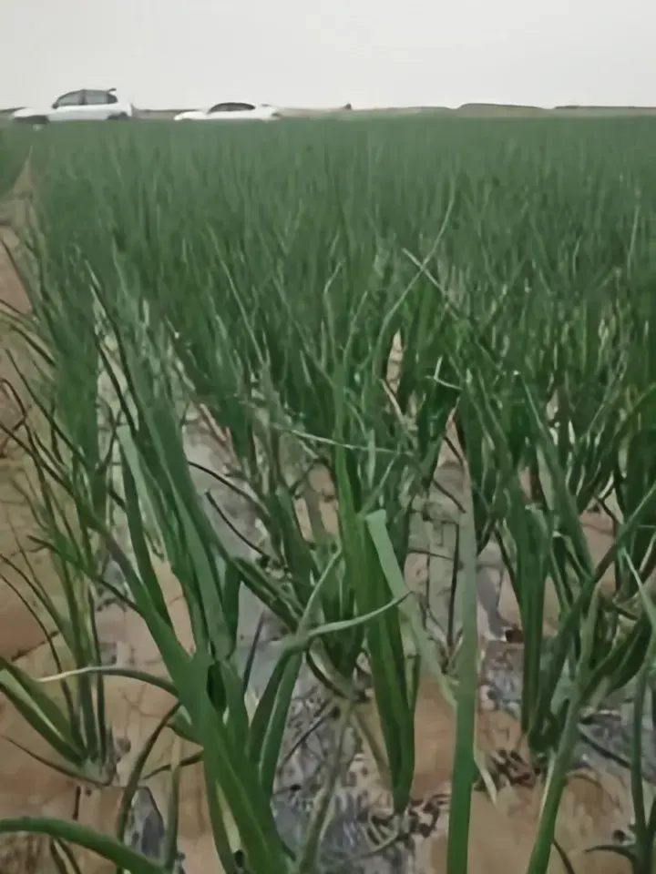 洋葱种植图片欣赏_洋葱种植图片技术要点_洋葱种植技术图片