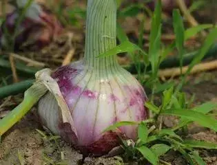 洋葱种植图片欣赏_洋葱种植图片技术要点_洋葱种植技术图片
