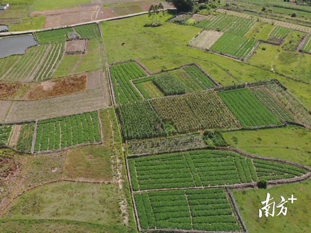 见证龙川乡村振兴⑨佗城镇胜利村：打造花生特色产业，“金钩豆”铺就致富路