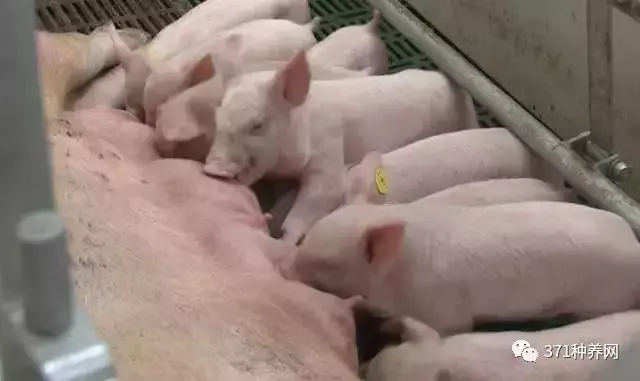 致富养殖信息_致富养殖网站官网_致富养殖网站