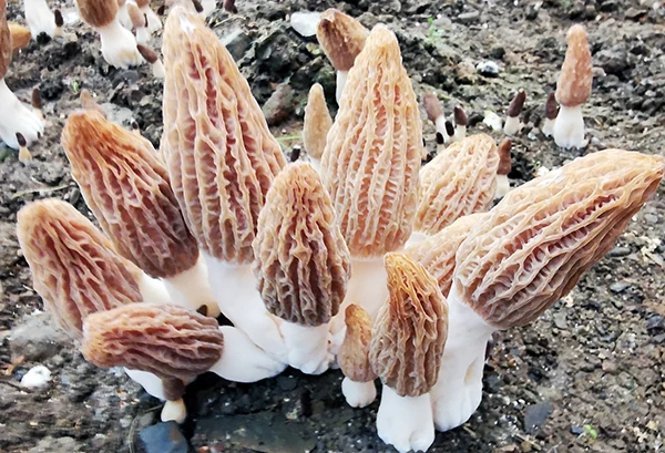栽培大葱种植技术视频_大葱栽培种植技术_栽培大葱的技术窍门