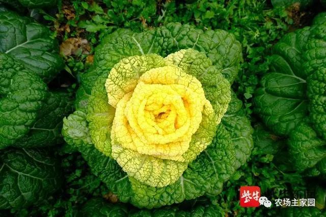 玫瑰种植技术视频教程_玫瑰种植技术资料_农业科技玫瑰种植技术