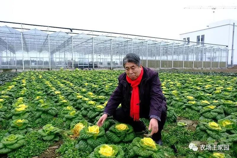农业科技玫瑰种植技术_玫瑰种植技术视频教程_玫瑰种植技术资料