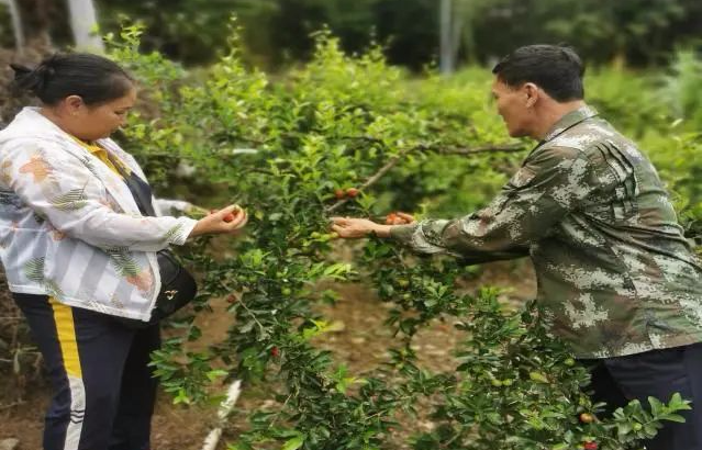 致富种植景观树的意义_种植景观树赚钱吗_种植景观树致富
