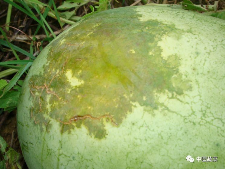 西瓜种植技术视频播放_视频西瓜种植技术要点_西瓜种植技术视频