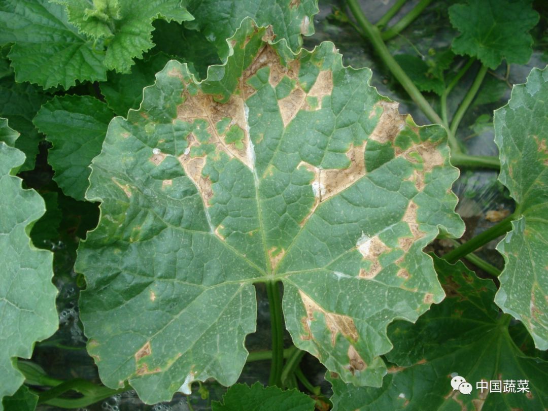 视频西瓜种植技术要点_西瓜种植技术视频播放_西瓜种植技术视频