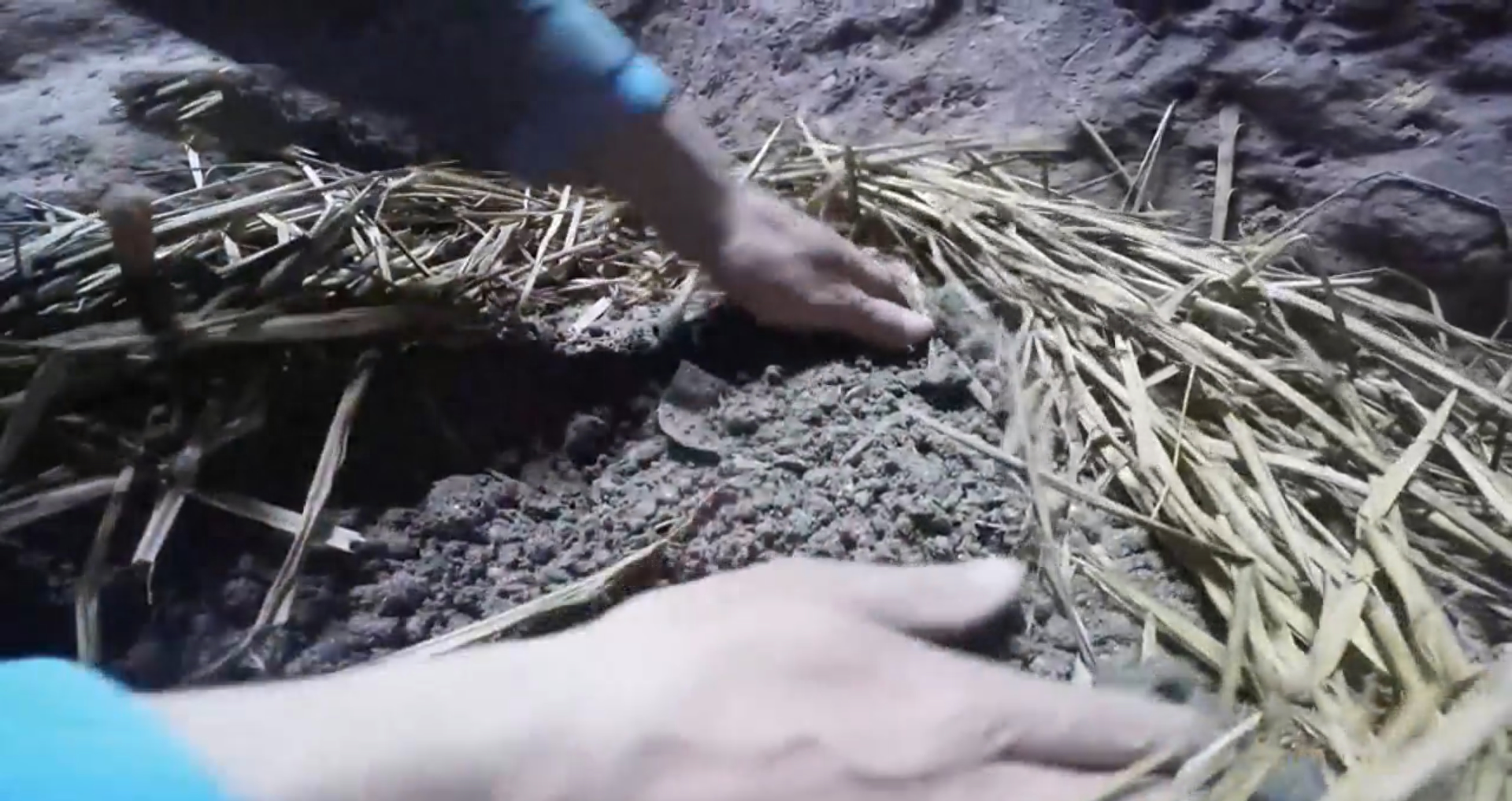 农民致富种植黄精_农民致富种植黄精_农民致富种植黄精