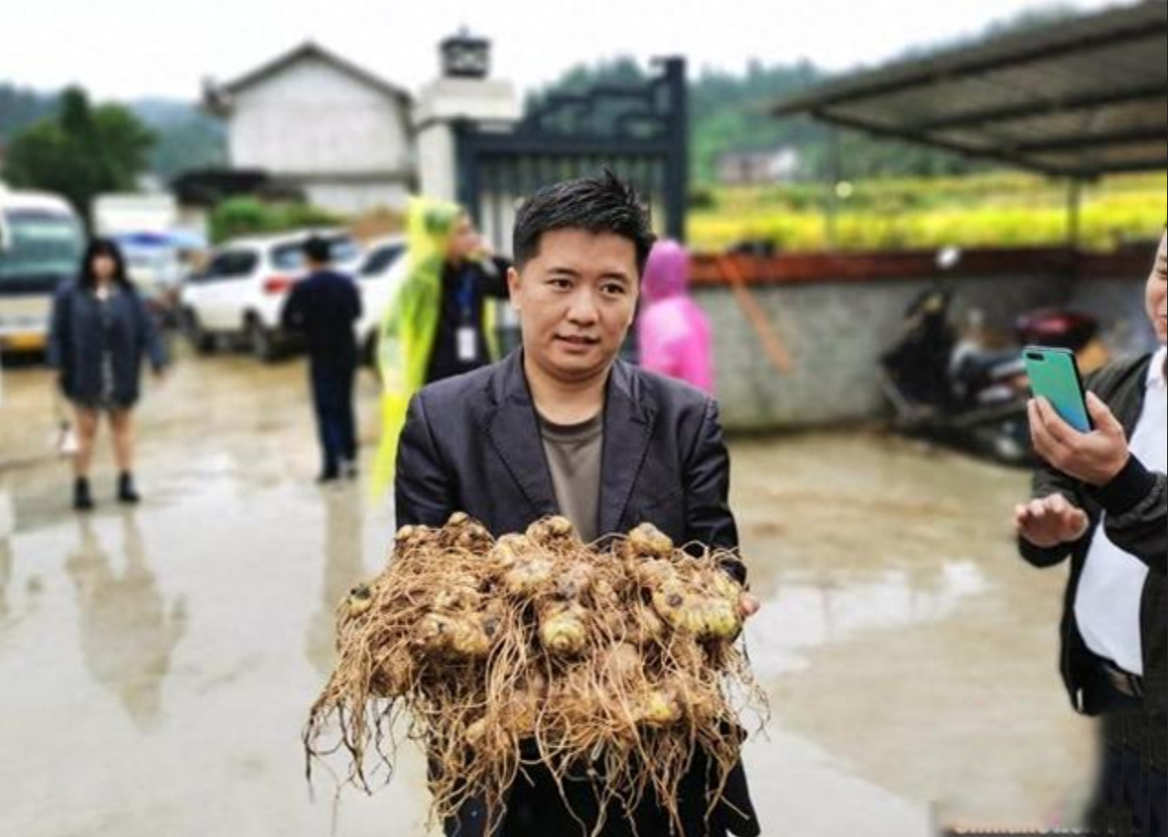 农民致富种植黄精_农民致富种植黄精_农民致富种植黄精