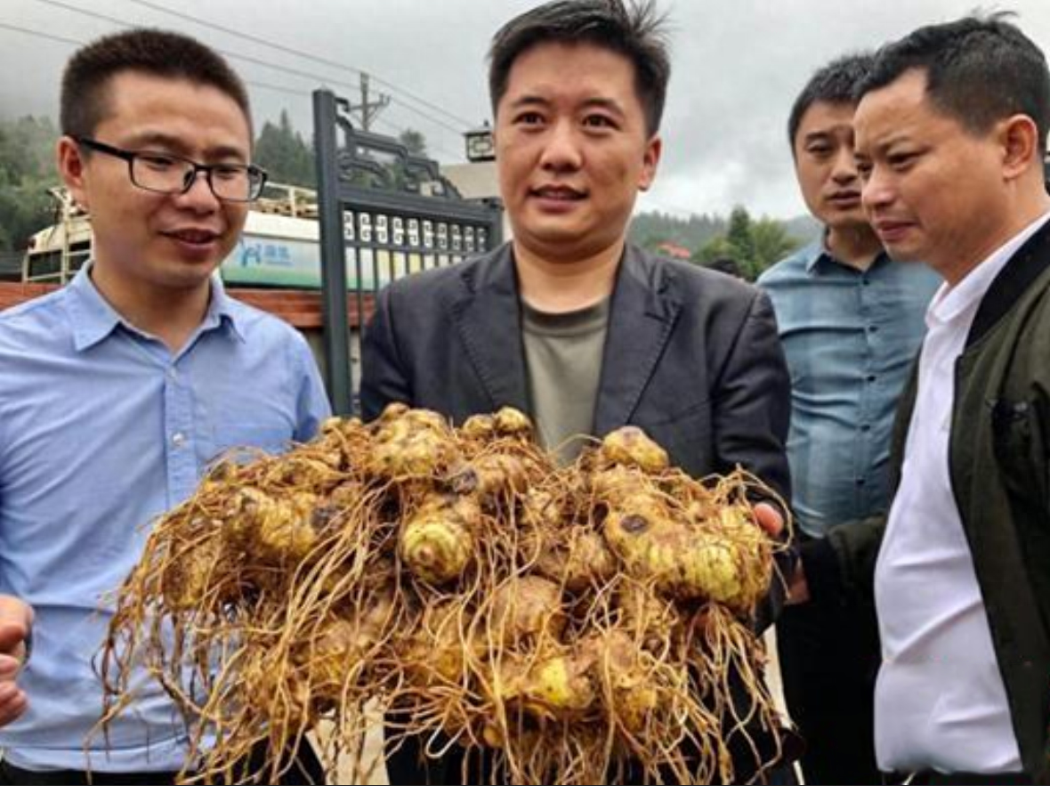 农民致富种植黄精_农民致富种植黄精_农民致富种植黄精