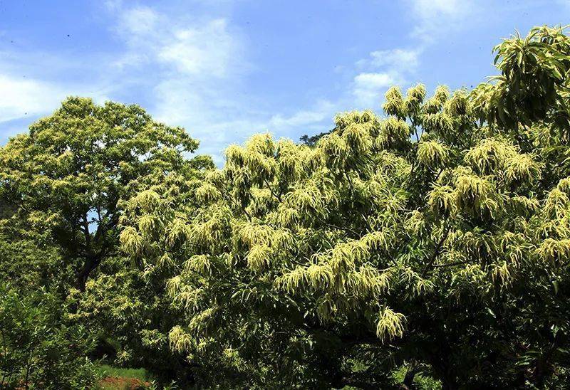 种植板栗效益如何_种板栗的经济前景_板栗种植技术与效益分析