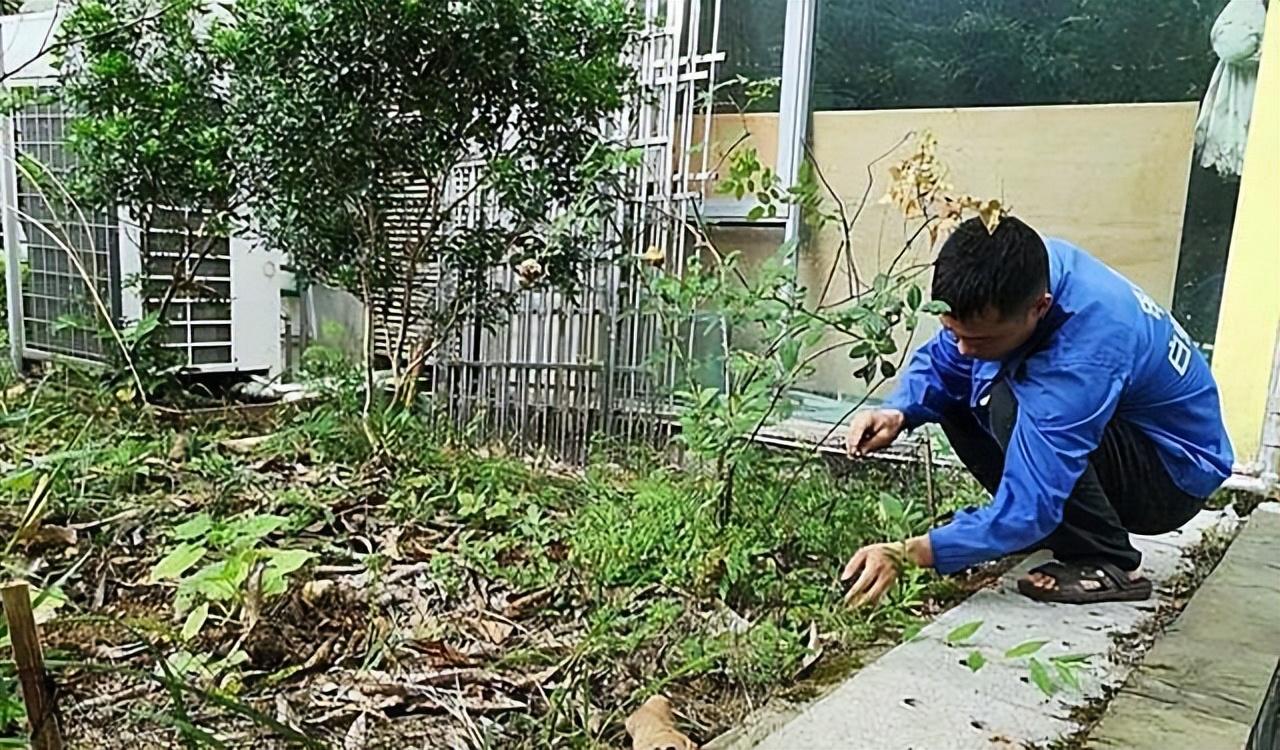 致富经五步蛇养殖视频_致富经养蛇五步蛇的全部视频_致富经五步蛇