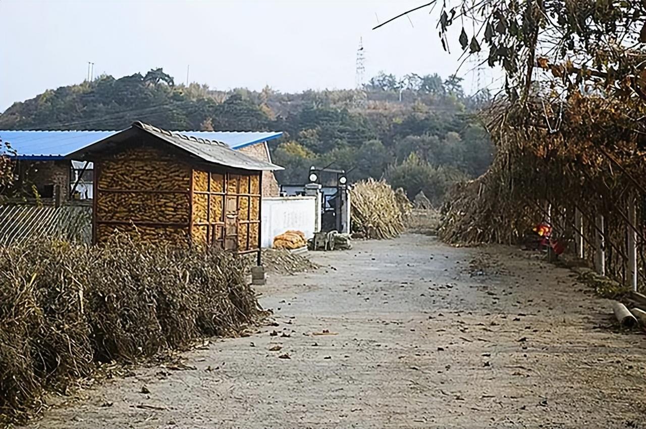 致富经五步蛇_致富经五步蛇养殖视频_致富经养蛇五步蛇的全部视频