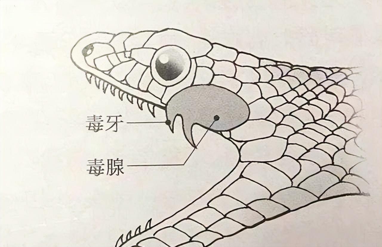 致富经养蛇五步蛇的全部视频_致富经五步蛇_致富经五步蛇养殖视频