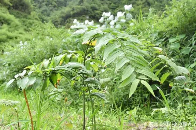 农民致富种植黄精_农民致富种植黄精_农民致富种植黄精