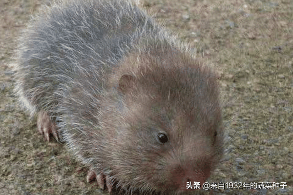 养殖竹鼠视频_致富经养竹鼠视频合集_视频致富合集养竹鼠是真的吗