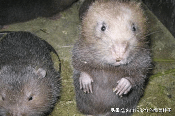 致富经养竹鼠视频合集_视频致富合集养竹鼠是真的吗_养殖竹鼠视频