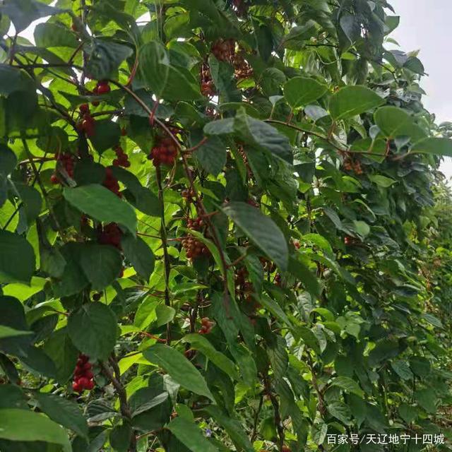 农民致富种植黄精_农民致富种植黄精_农民致富种植黄精