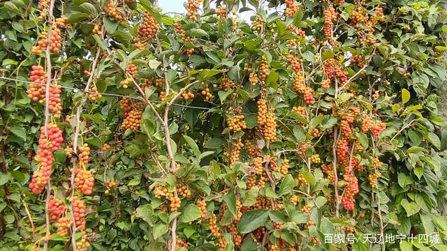 农民致富种植黄精_农民致富种植黄精_农民致富种植黄精