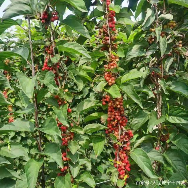 农民致富种植黄精_农民致富种植黄精_农民致富种植黄精