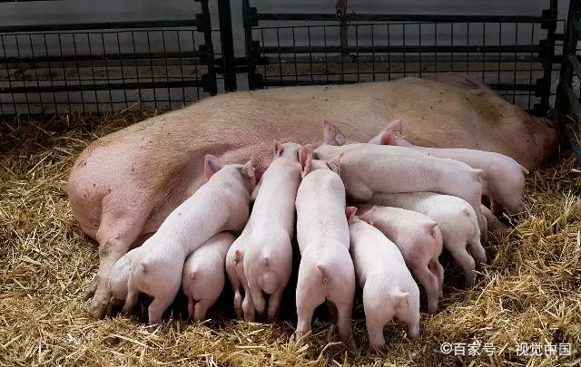 养平常母猪吃花生秧致富经_猪吃花生秧子的好处_母猪喂花生秧会得病吗
