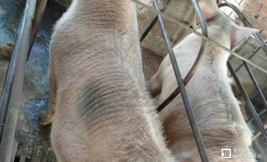 农村养猪的母猪肉，5块钱一斤，能不能吃？吃了对身体有害吗？