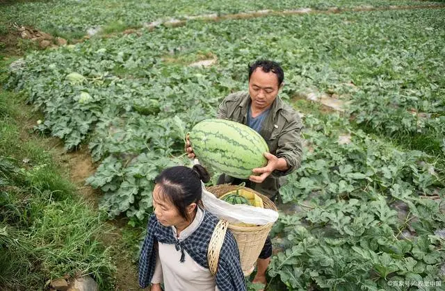 西瓜种植技术视频_视频西瓜种植技术教程_西瓜种植技术视频播放