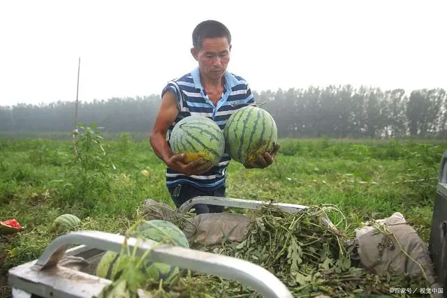 视频西瓜种植技术教程_西瓜种植技术视频播放_西瓜种植技术视频