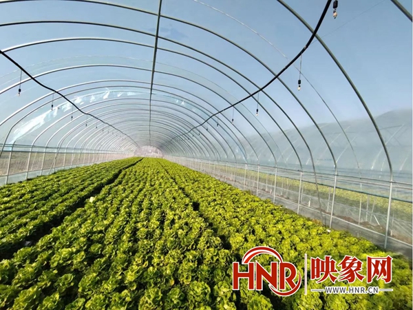 空房种植致富新闻_新闻致富种植空房子视频_新闻致富种植空房怎么写