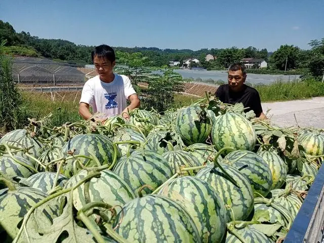 西瓜种植技术视频_视频西瓜种植技术教学_西瓜种植小视频