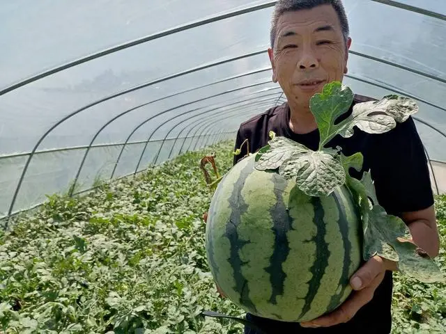 西瓜种植技术视频_视频西瓜种植技术教学_西瓜种植小视频